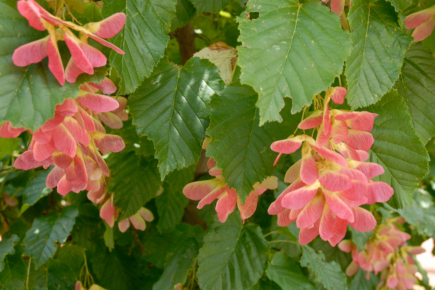 Hot Wings Tatarian Maple